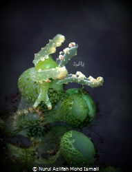 This was taken in Lembeh and it was my first nudi shot ! ... by Nurul Azlifah Mohd Ismail 